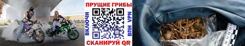 Купить  Прохладный  Псилоцибиновые грибы Cubensis 